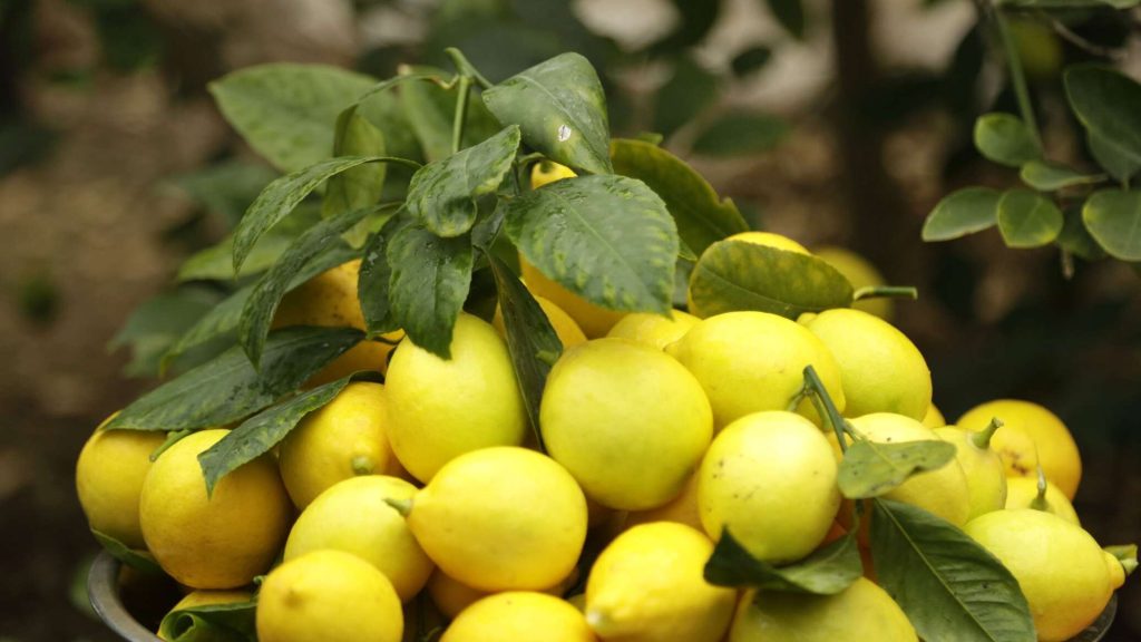 Доказательная польза лимонов для здоровья.